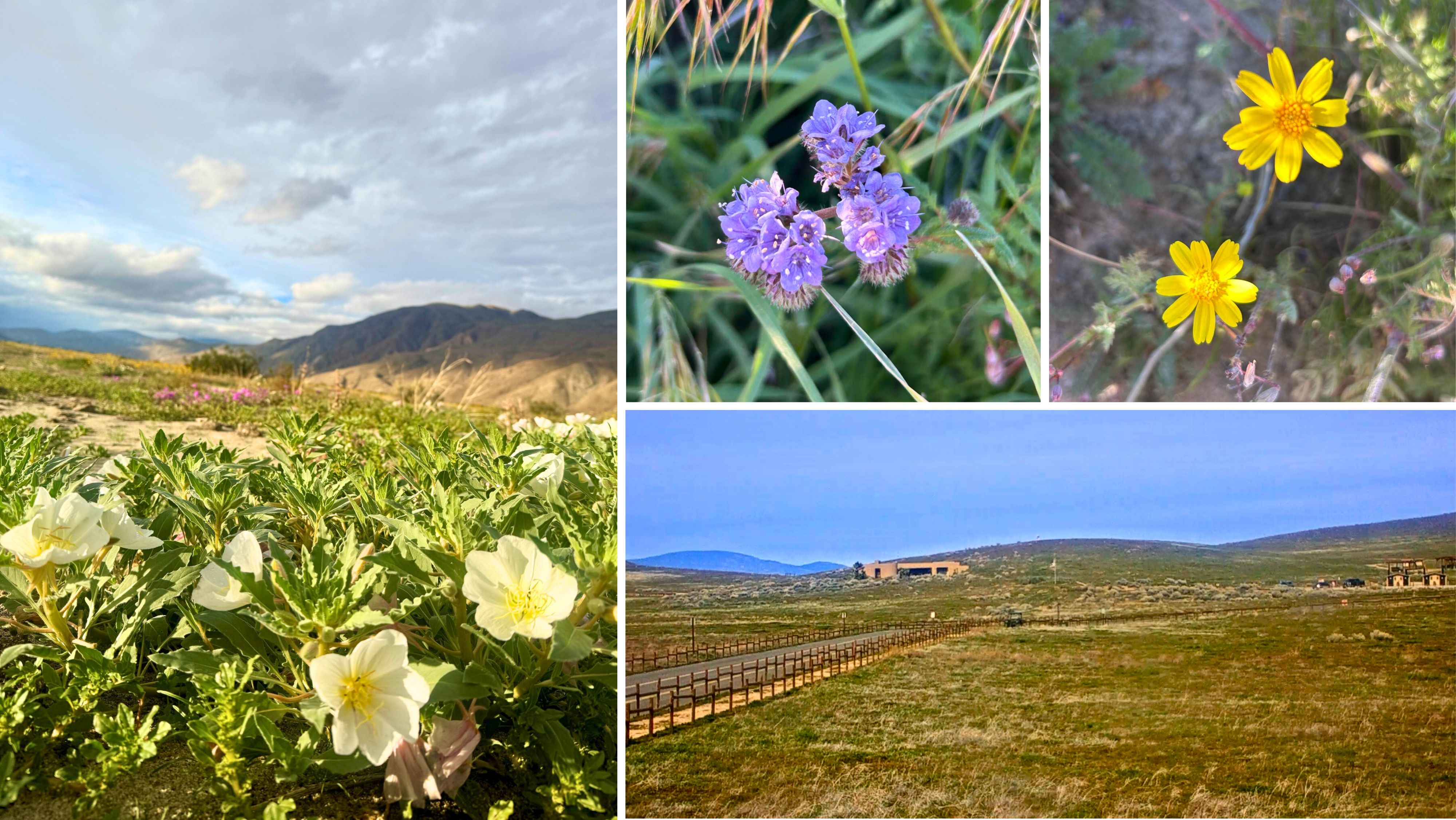 Photos of the current wildflower bloom at several desert state parks. Left photo: Primroses in bloom at Anza-Borrego Desert State Park (SP). Top right photos: Lacy phacelia (purple flowers) and coreopsis (yellow flowers) blooming at Red Rock Canyon SP. Bottom right photo: Current view from the PoppyCam live feed at Antelope Valley California Poppy Reserve State Natural Reserve, where the bloom season has not yet begun and is expected to start around mid-March.